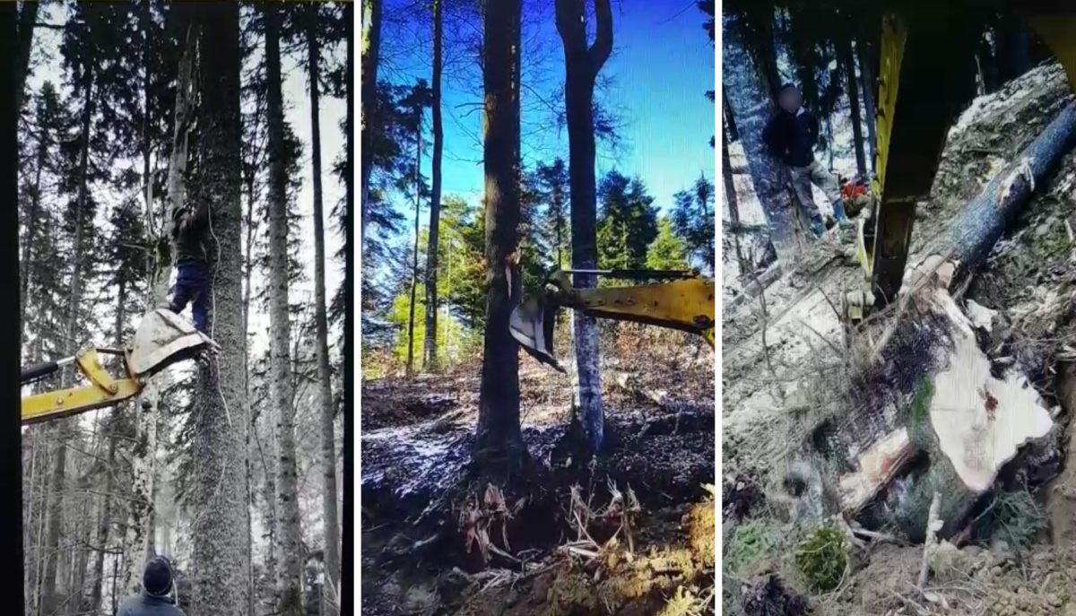 VIDEO – Cum se fură o pădure